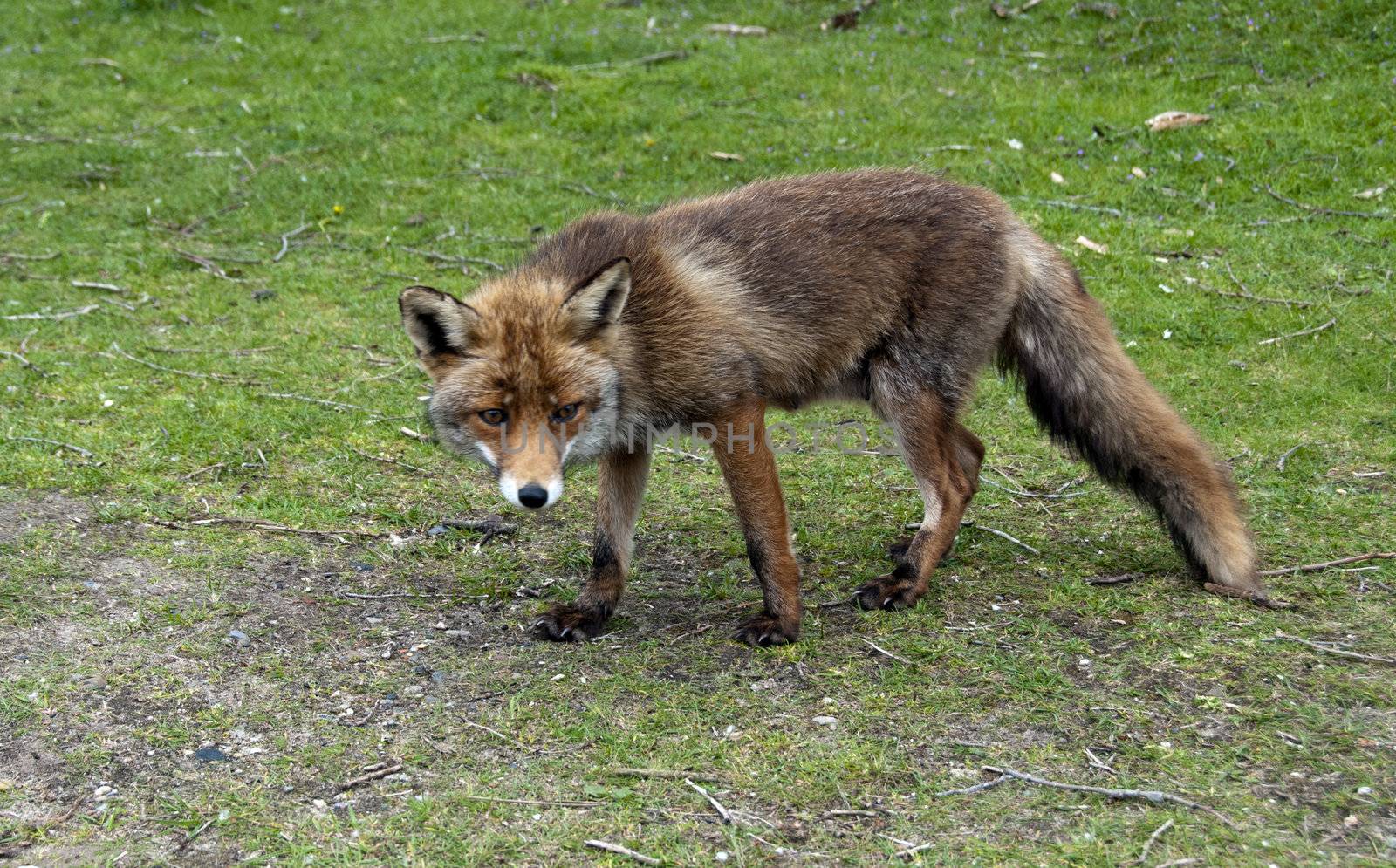 Wild red fox in  forest in Holland