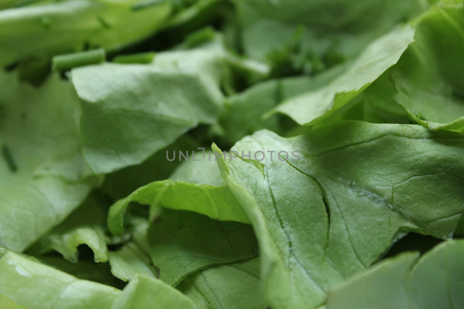 fresh green salad texture