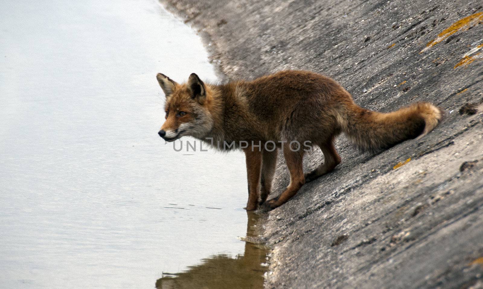 wild fox drinking water by compuinfoto