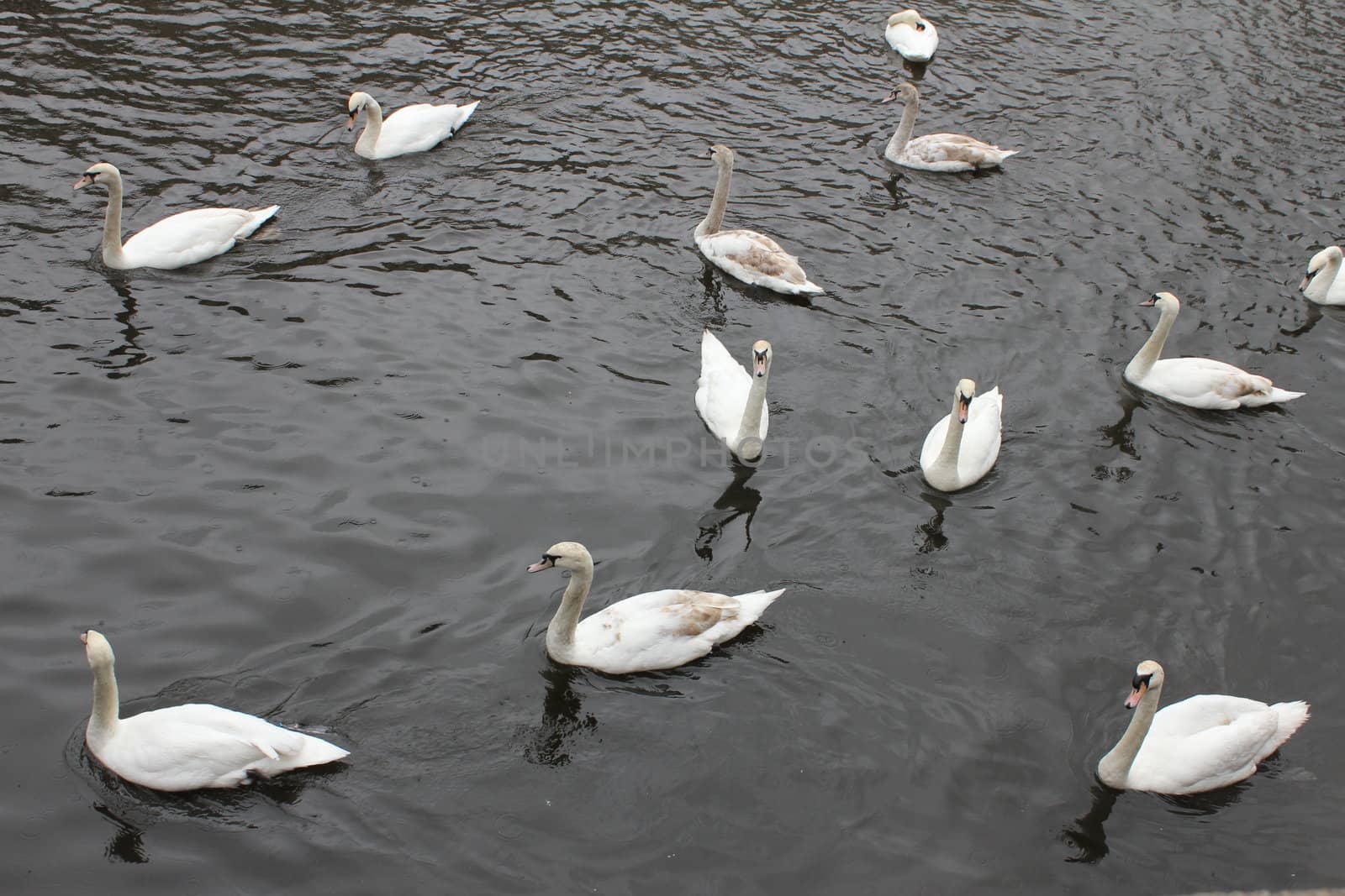 group of swans