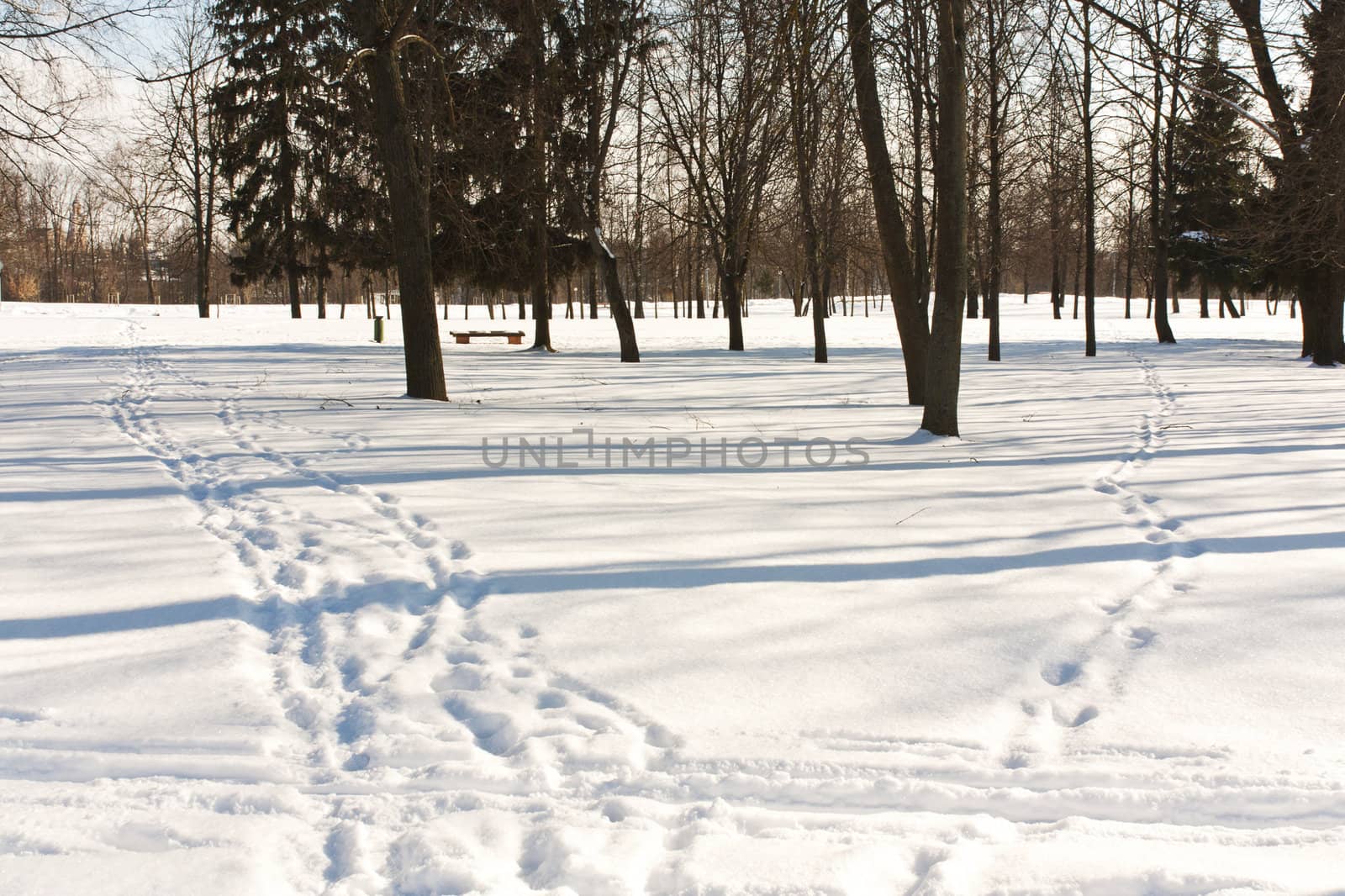 Snow path in a park with trees landscape