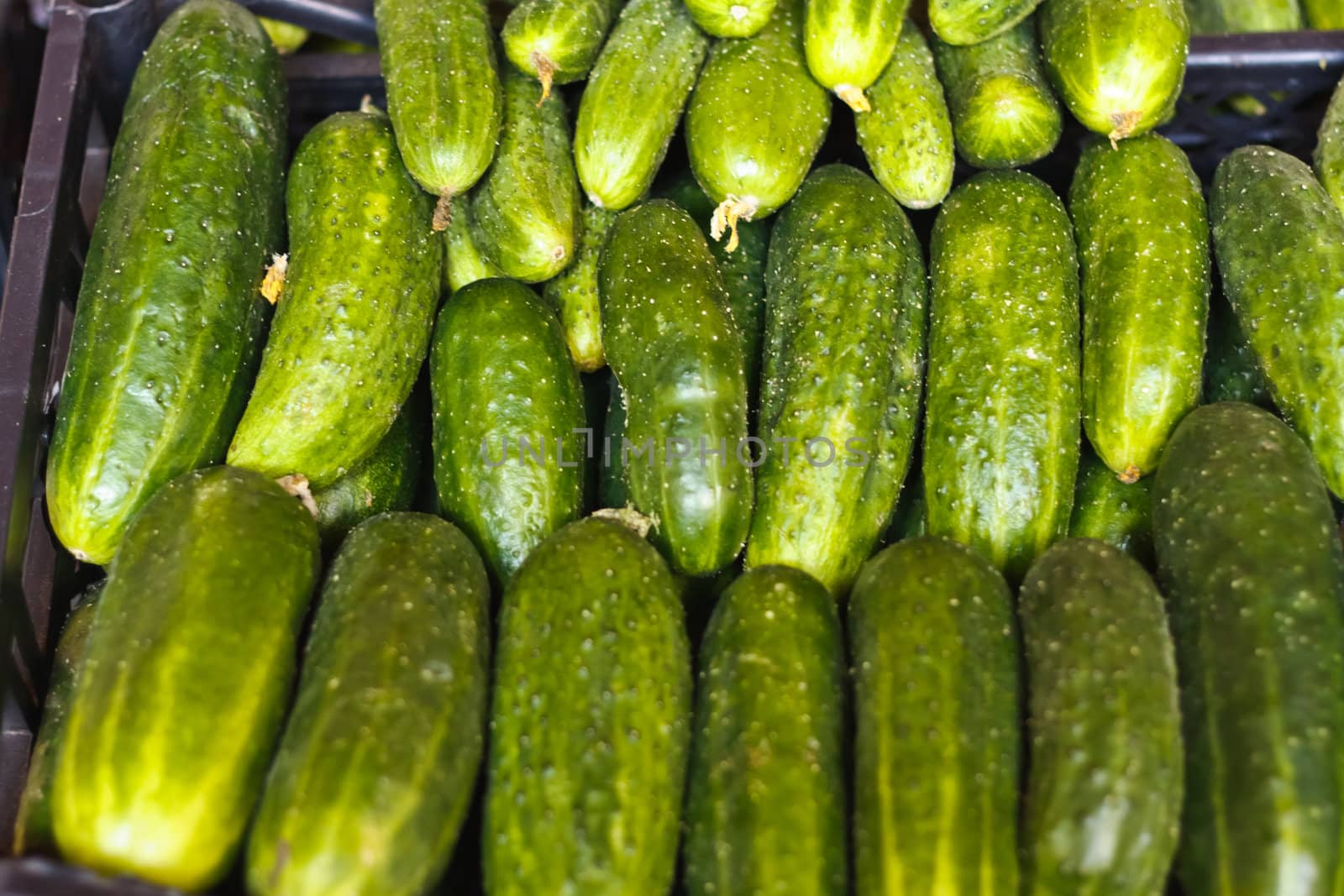 Cucumbers for sale on market place by ryhor