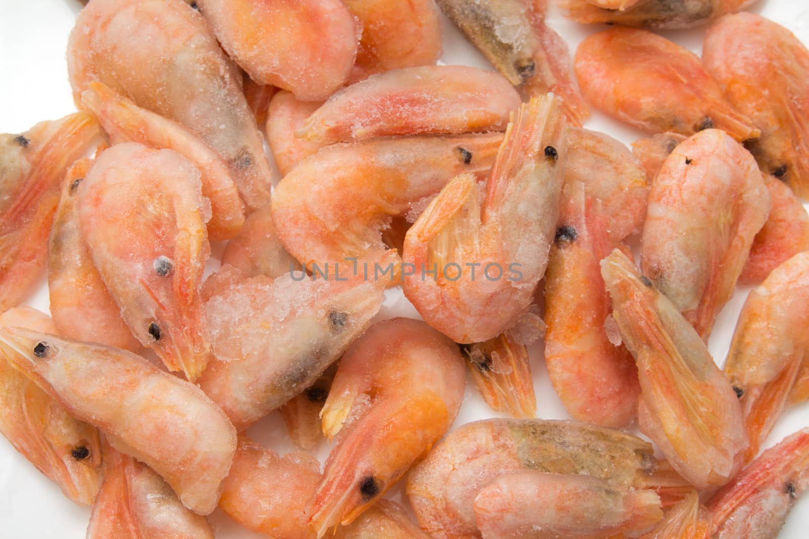 close up of frozen shrimps  by schankz