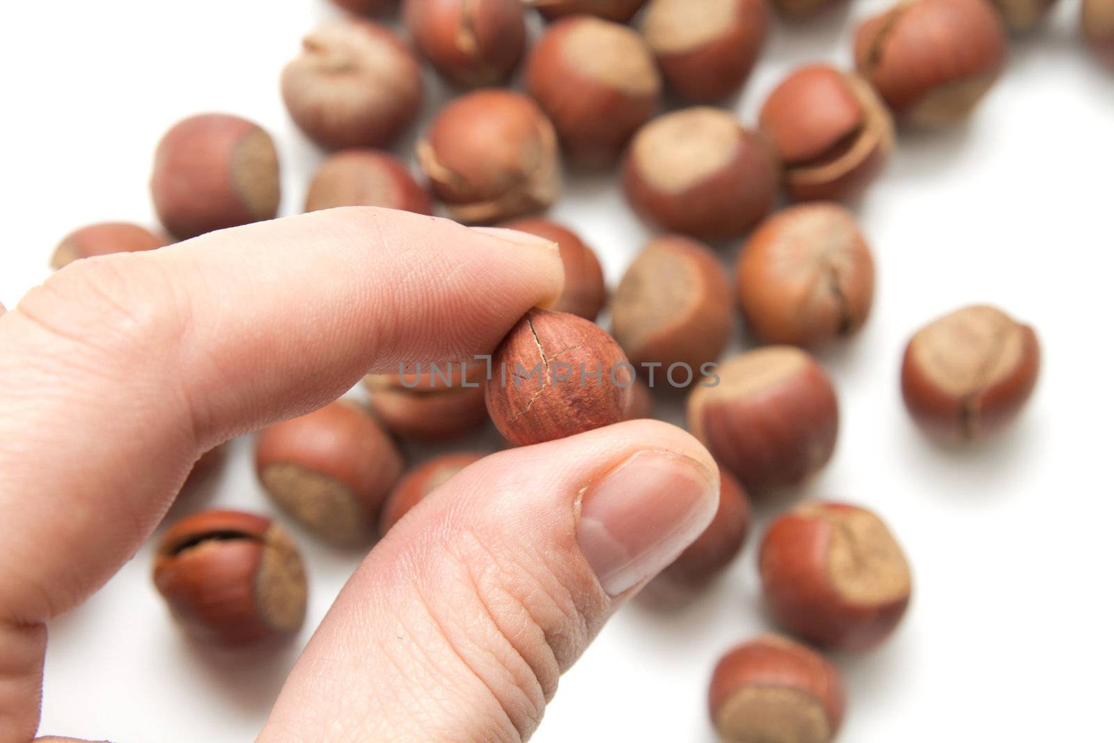 hazelnuts in hand on white background