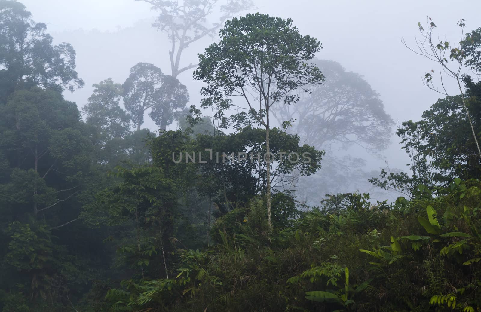 rainforest tree engulfed by the fog in the mornig light in Sarawak, Malaysia
