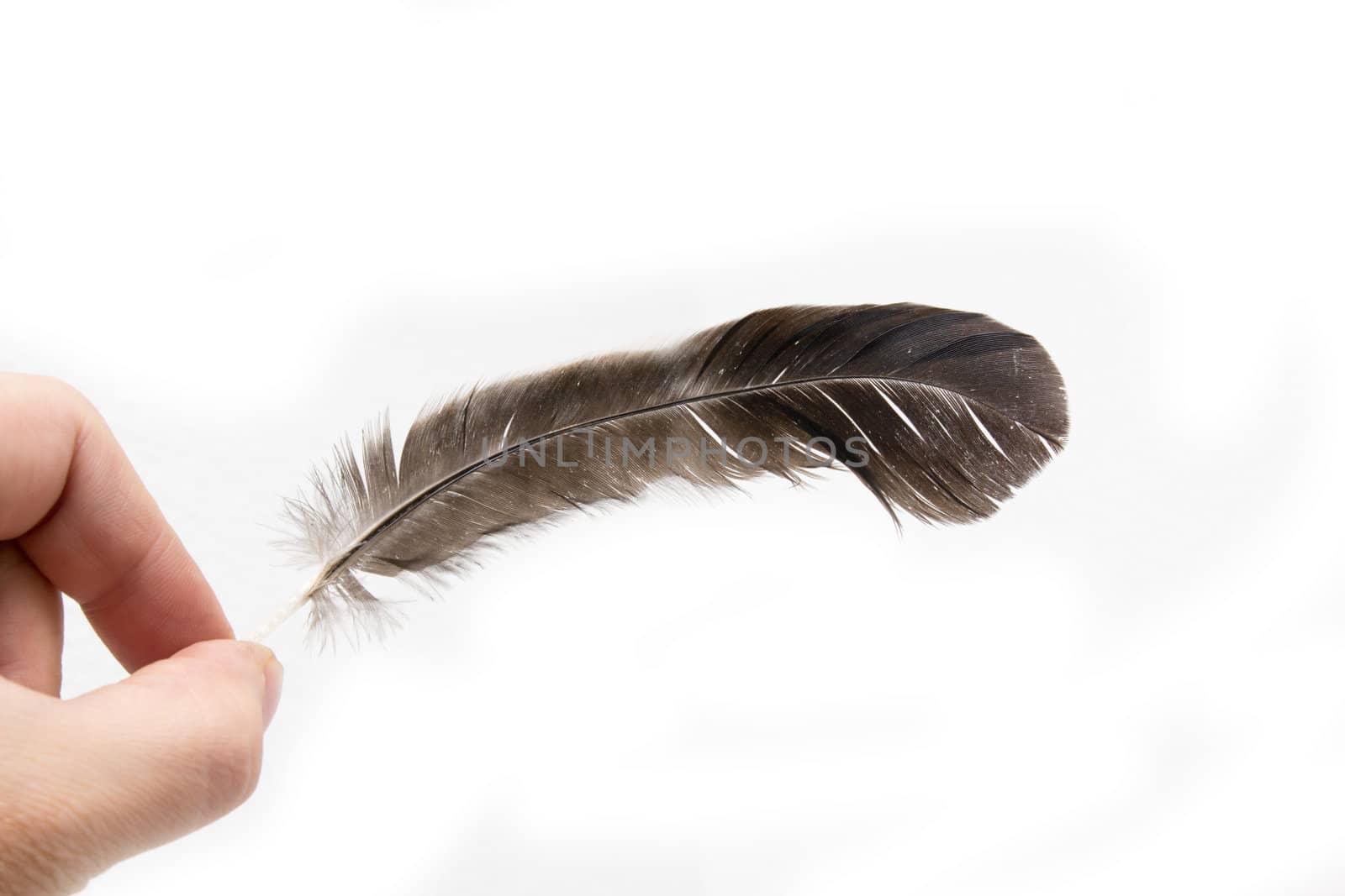 feather of a bird in the hand on a white background