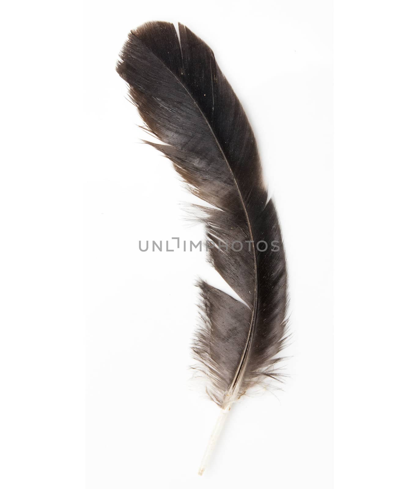 Bird feather isolated on white background  by schankz