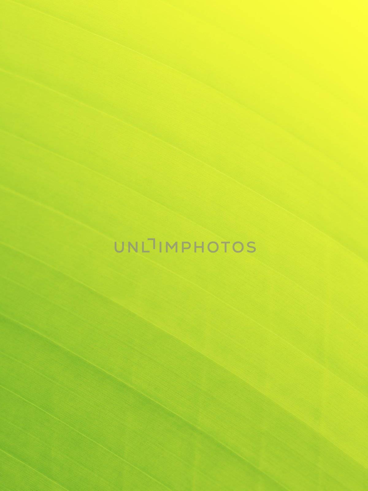 Green background with lines pattern