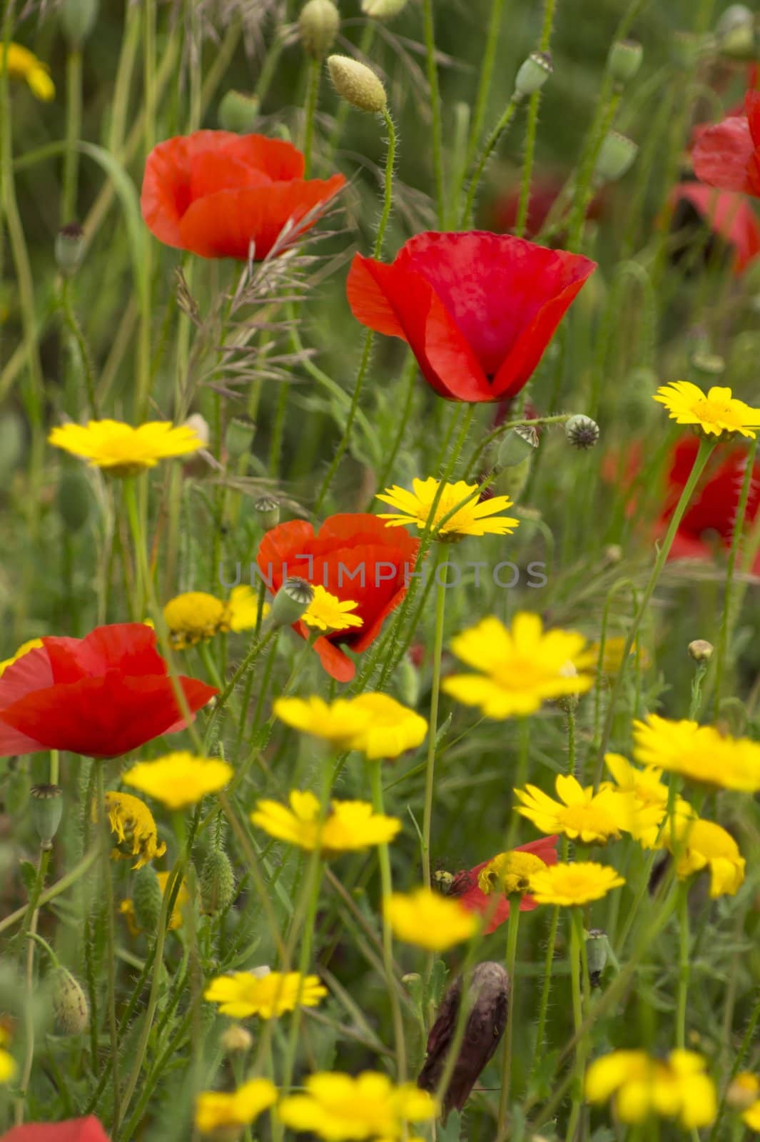 Yellow flowers and red poppies in a field.