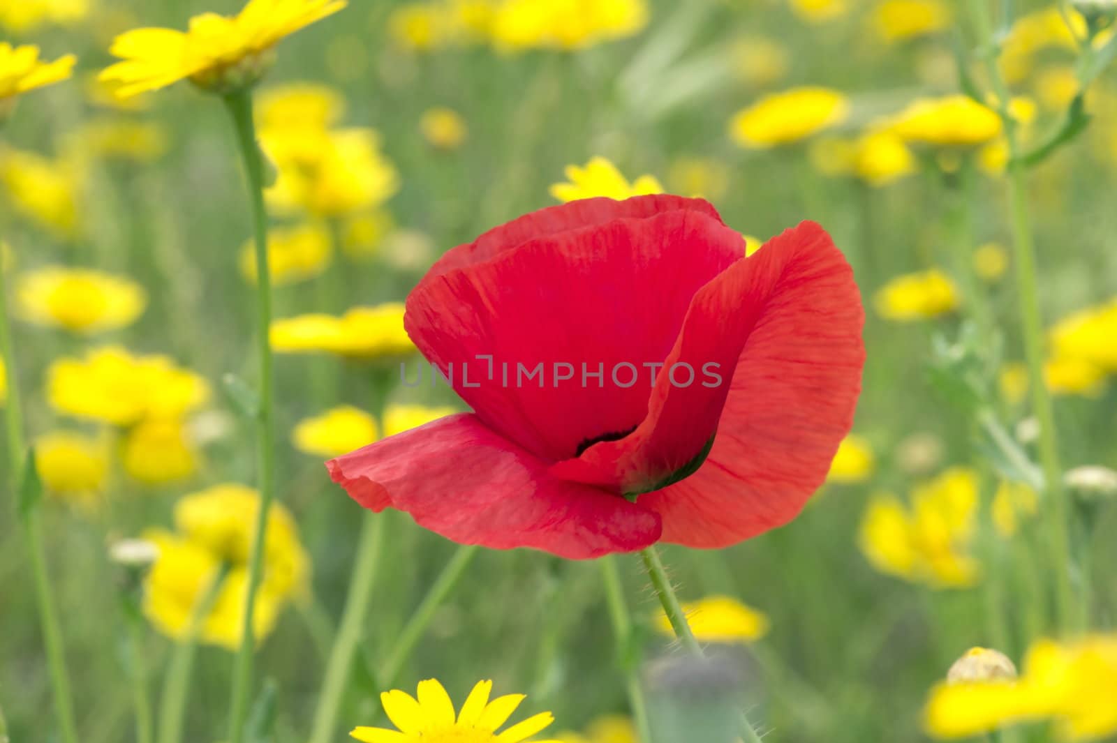 Poppy against a yellow wildflowers