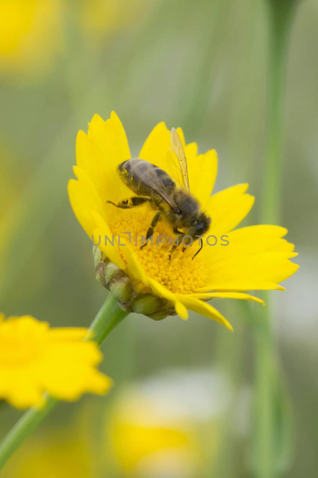 Honey bee collecting nectar on a yellow plant