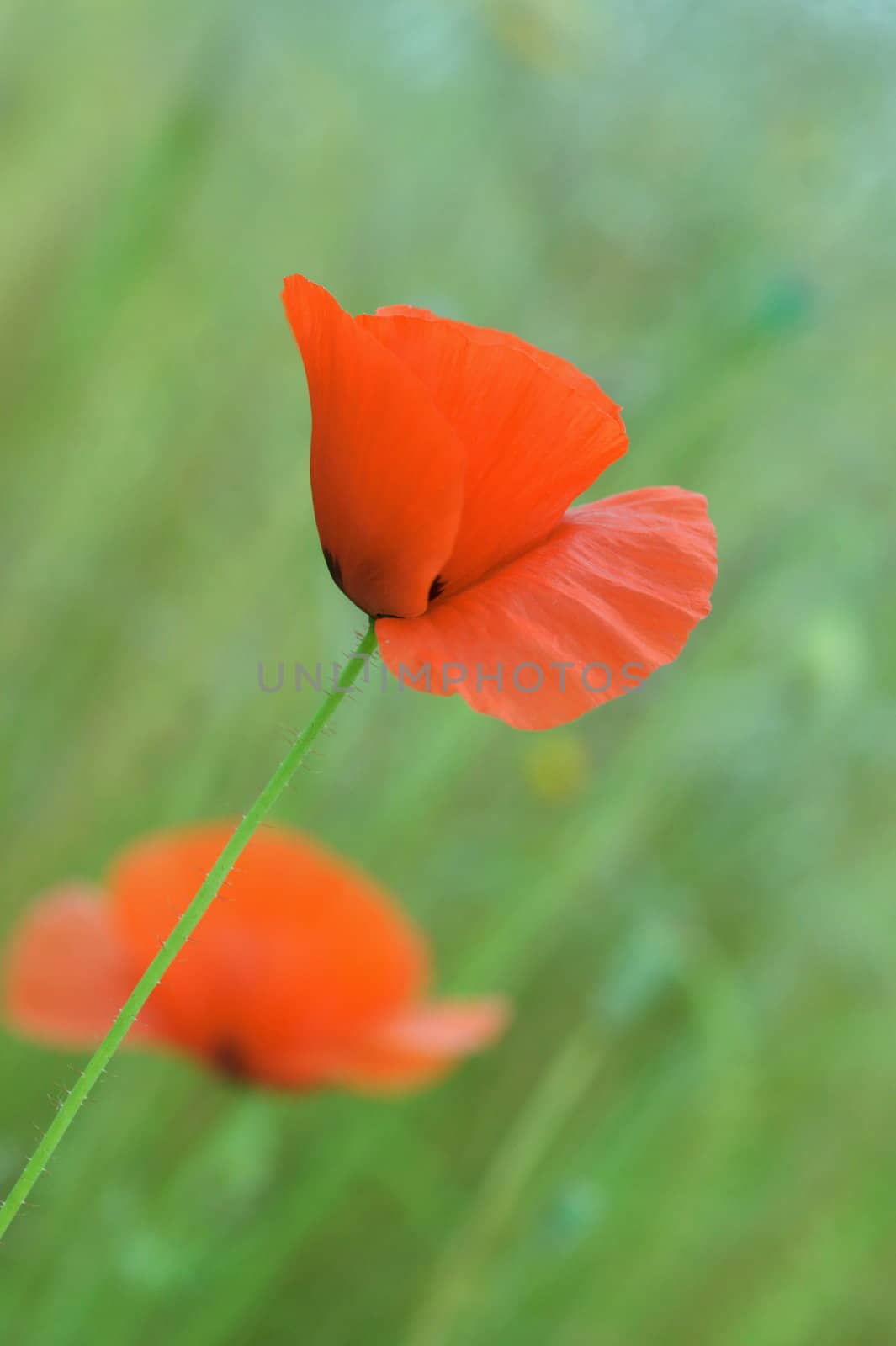 Close up of red poppy in the field