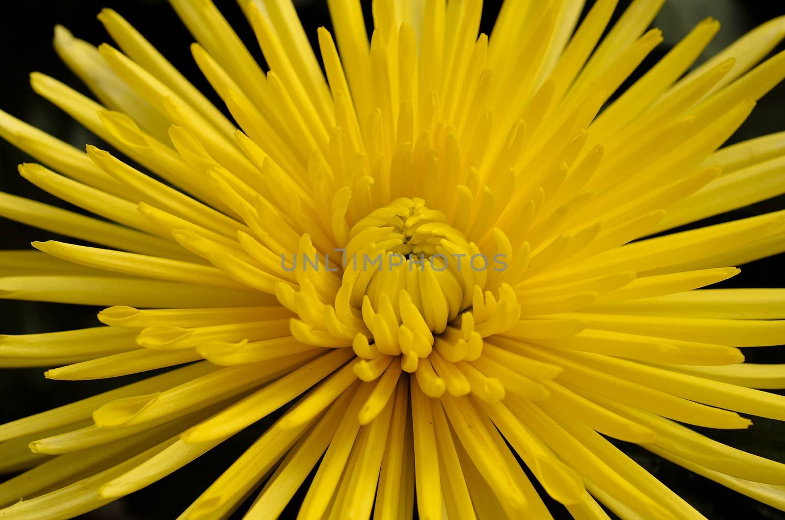 garden flowers