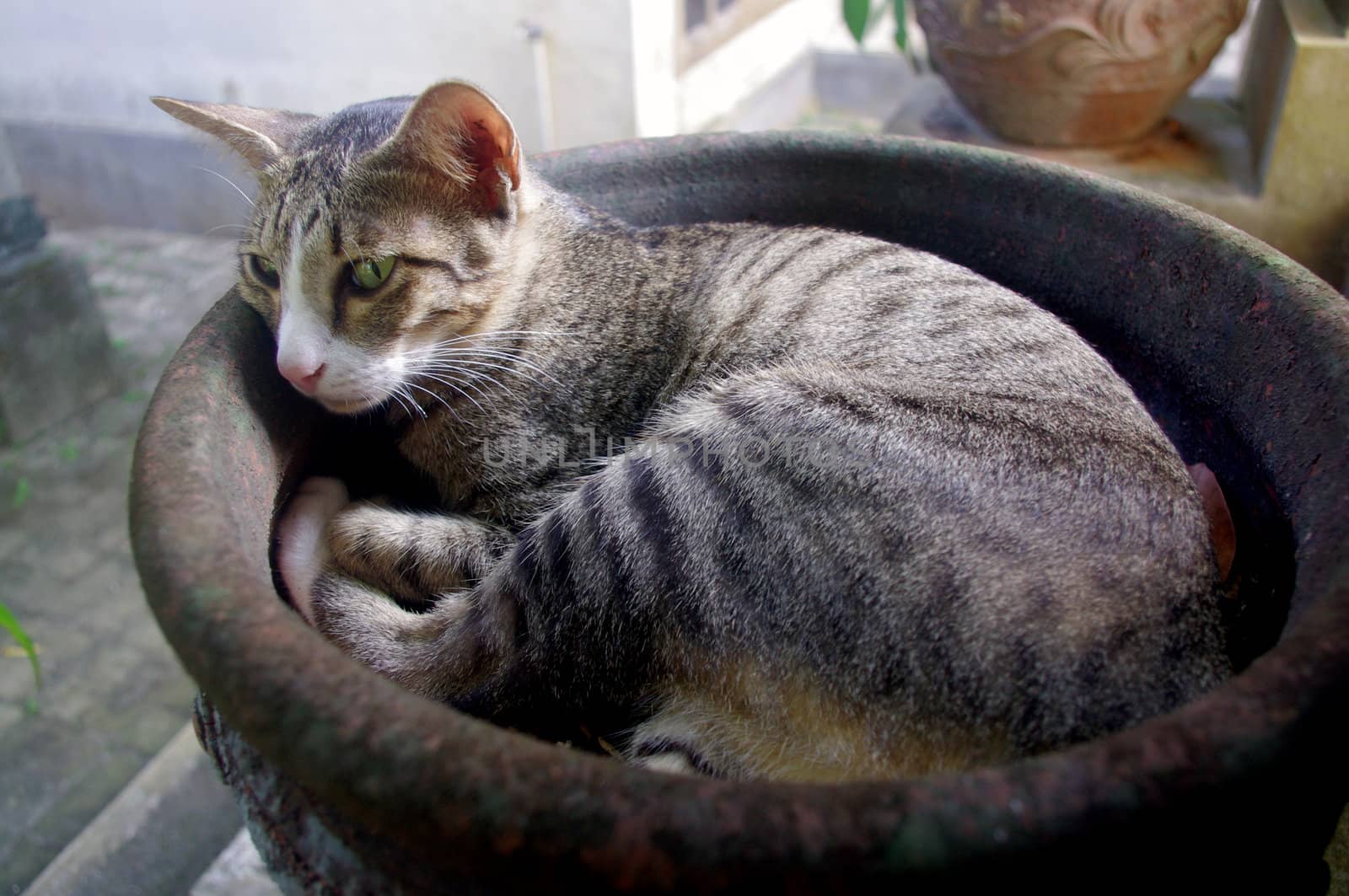 Cat lying in flower pot by Komar