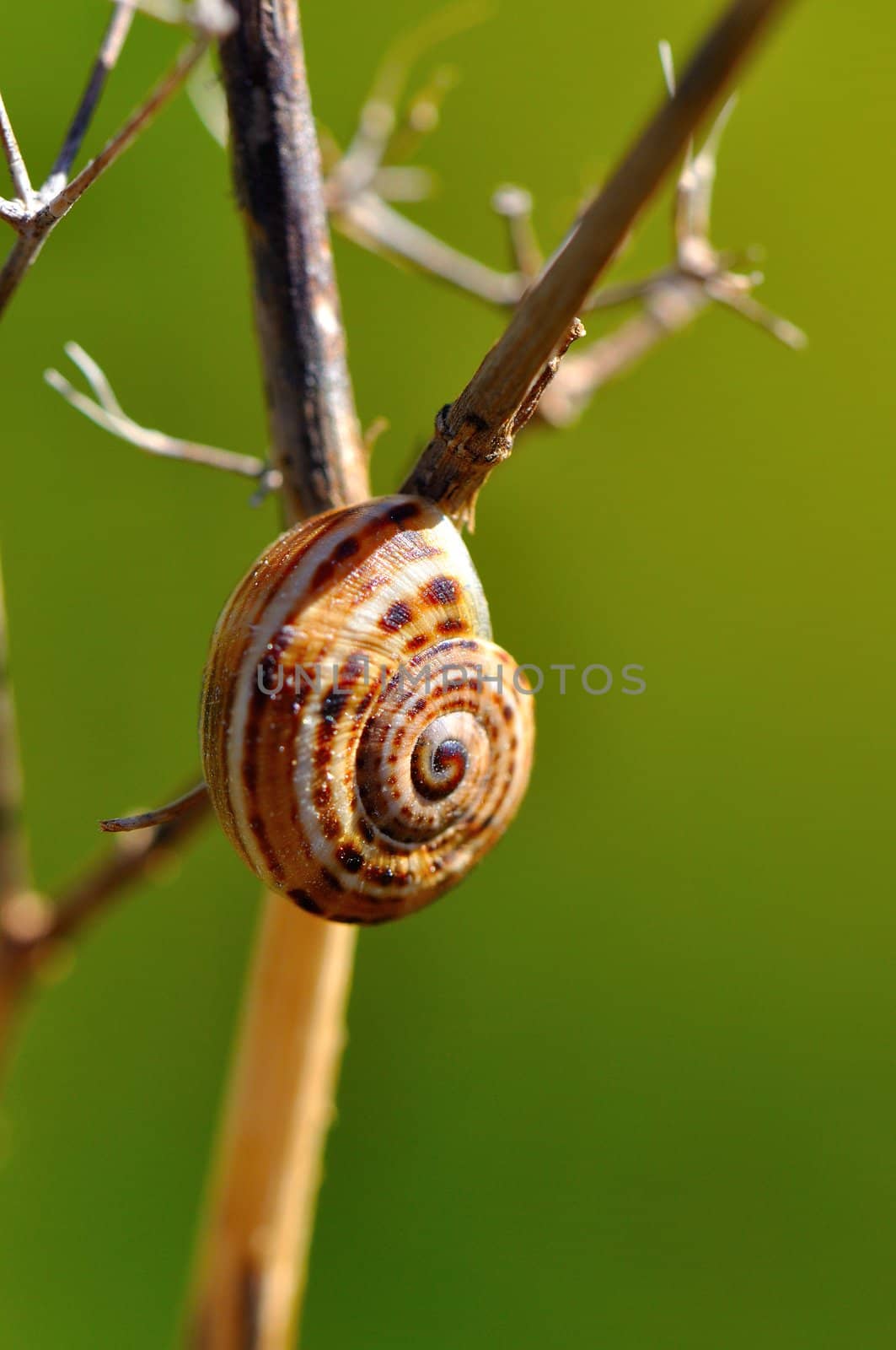 Caracol colgado de una rama