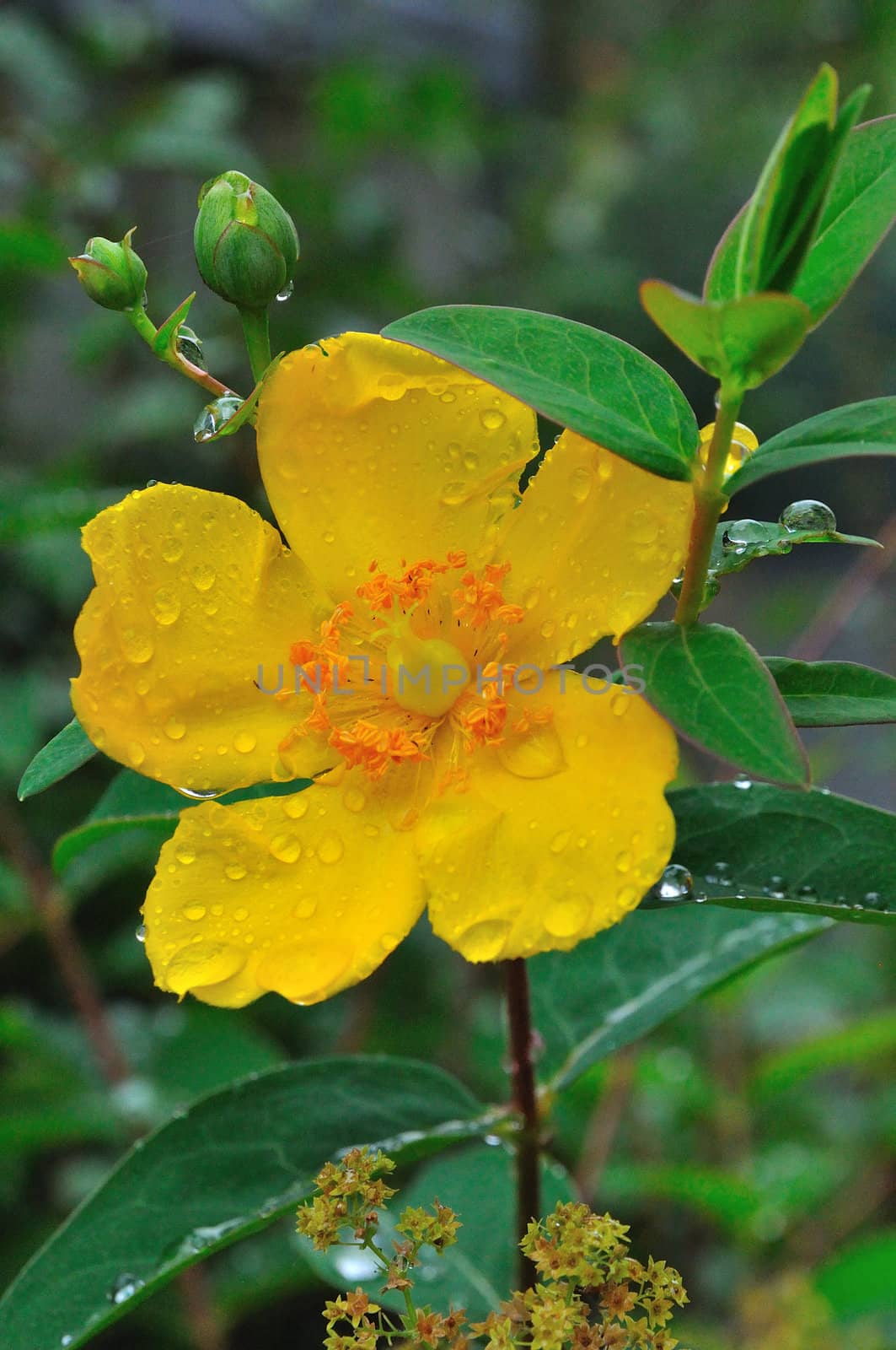 Yellow flower in the forest