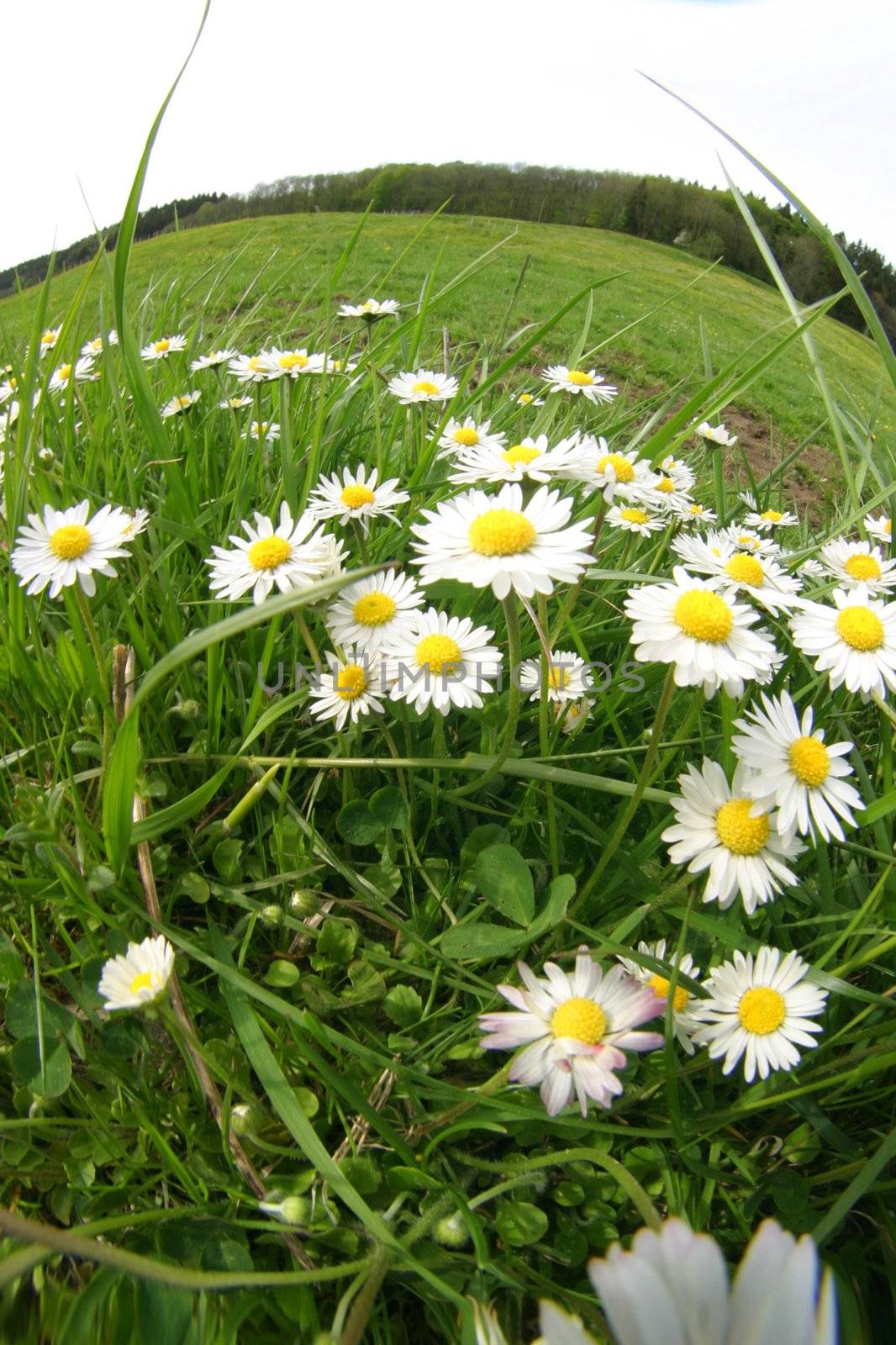 Springflowers in a Field shallow DOF