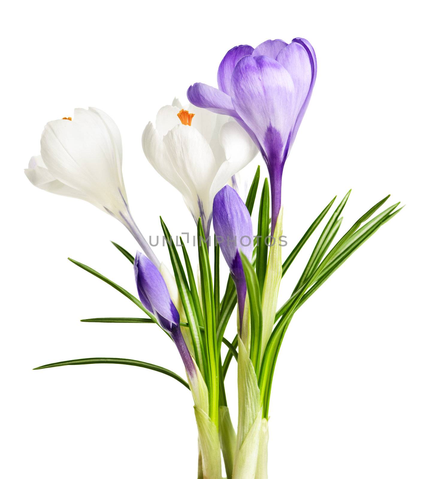 Spring crocus flowers by elenathewise