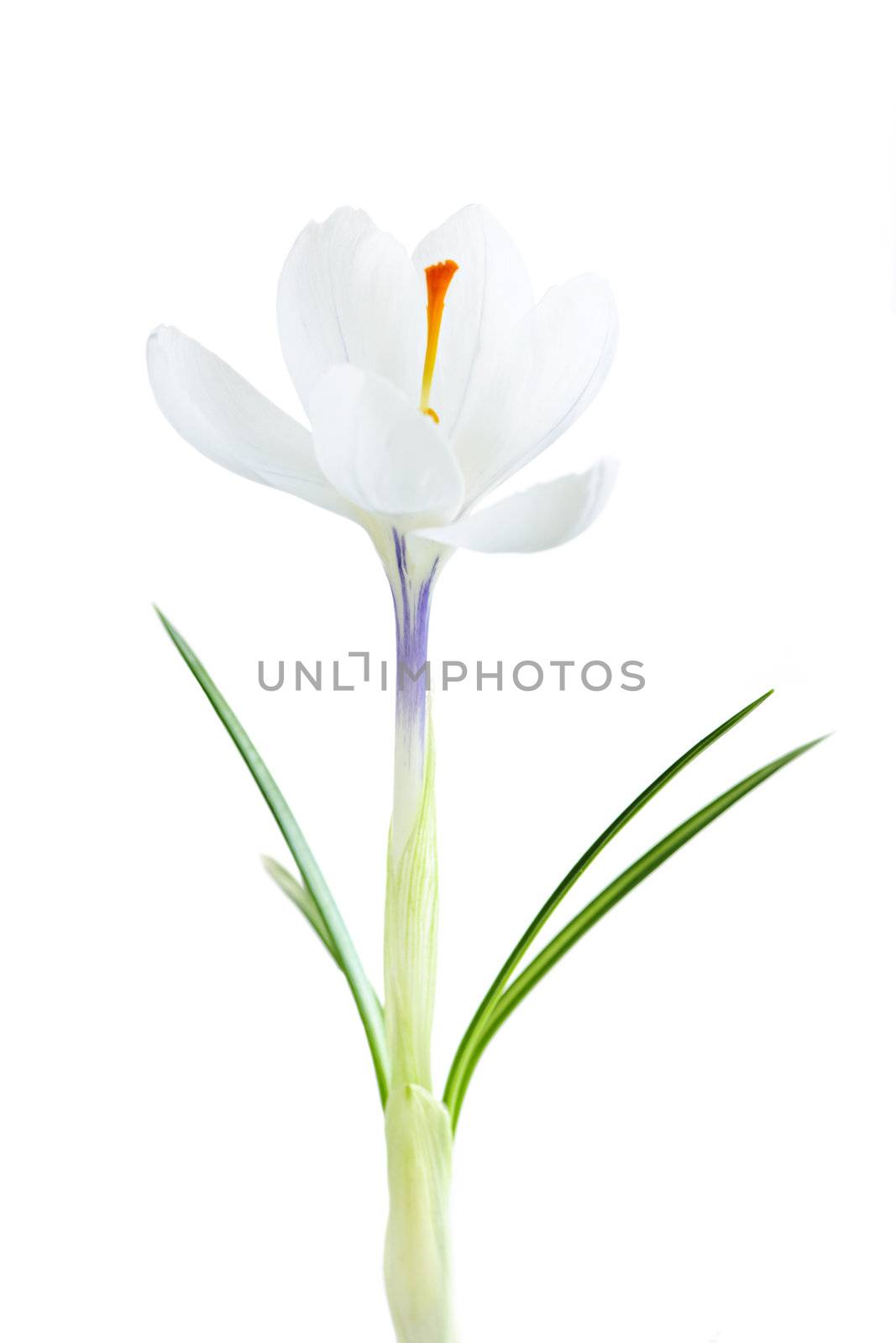 White spring crocus flower isolated on white background