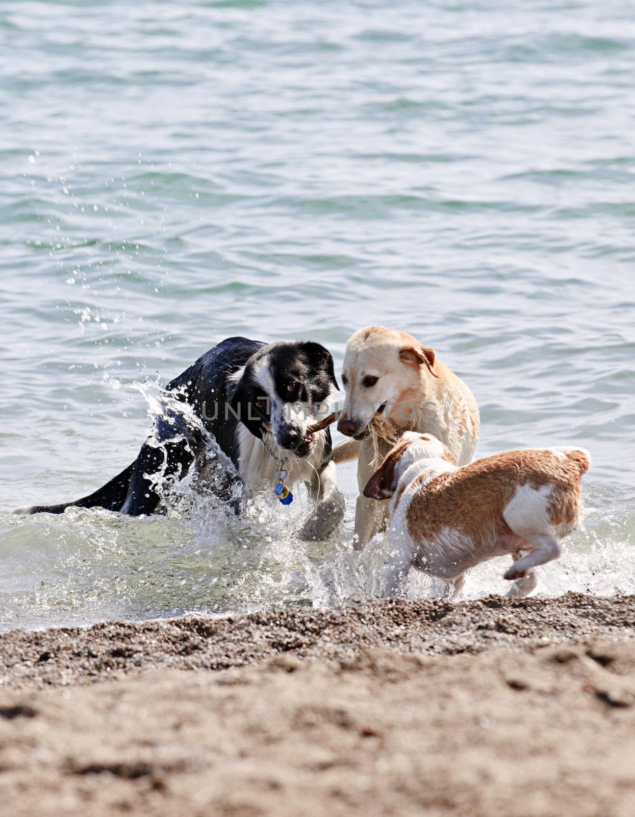 Three dogs playing on beach by elenathewise