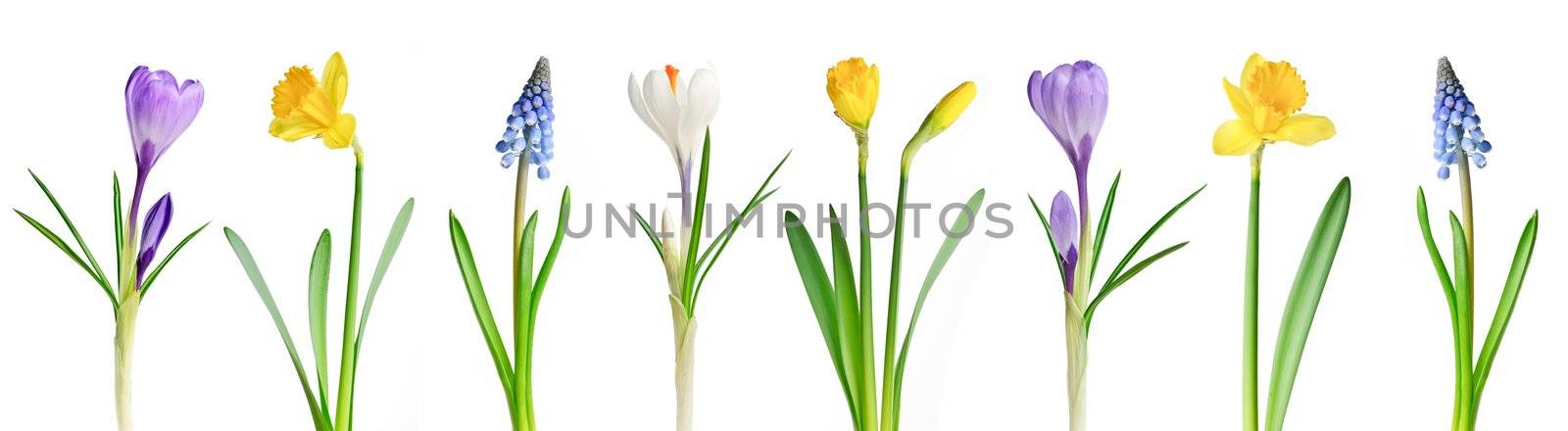 Assorted spring flowers in a row isolated on white background