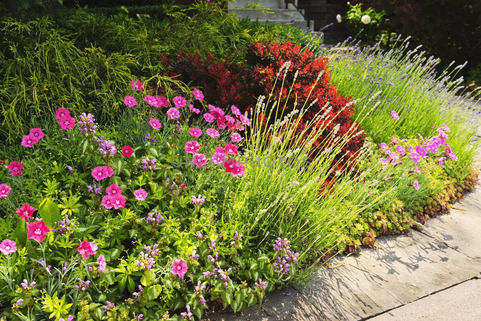 Landscaped garden at house with blooming flowers