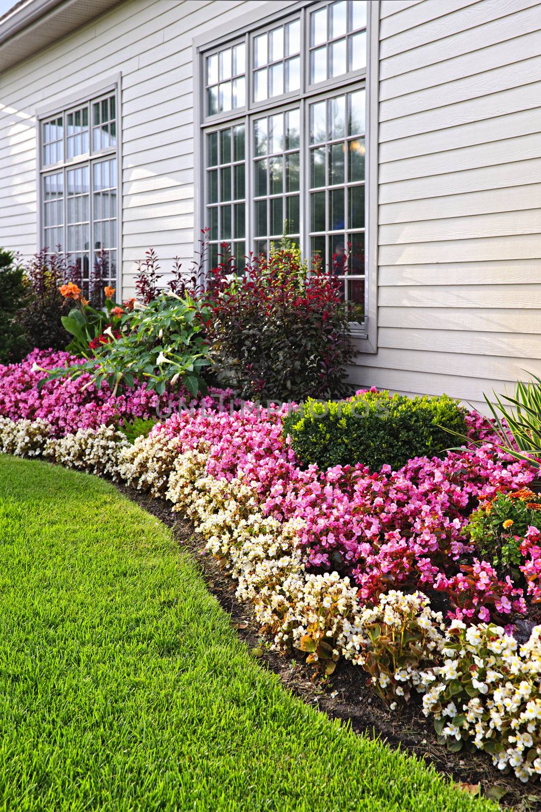 Flowerbed of colorful flowers against wall with windows