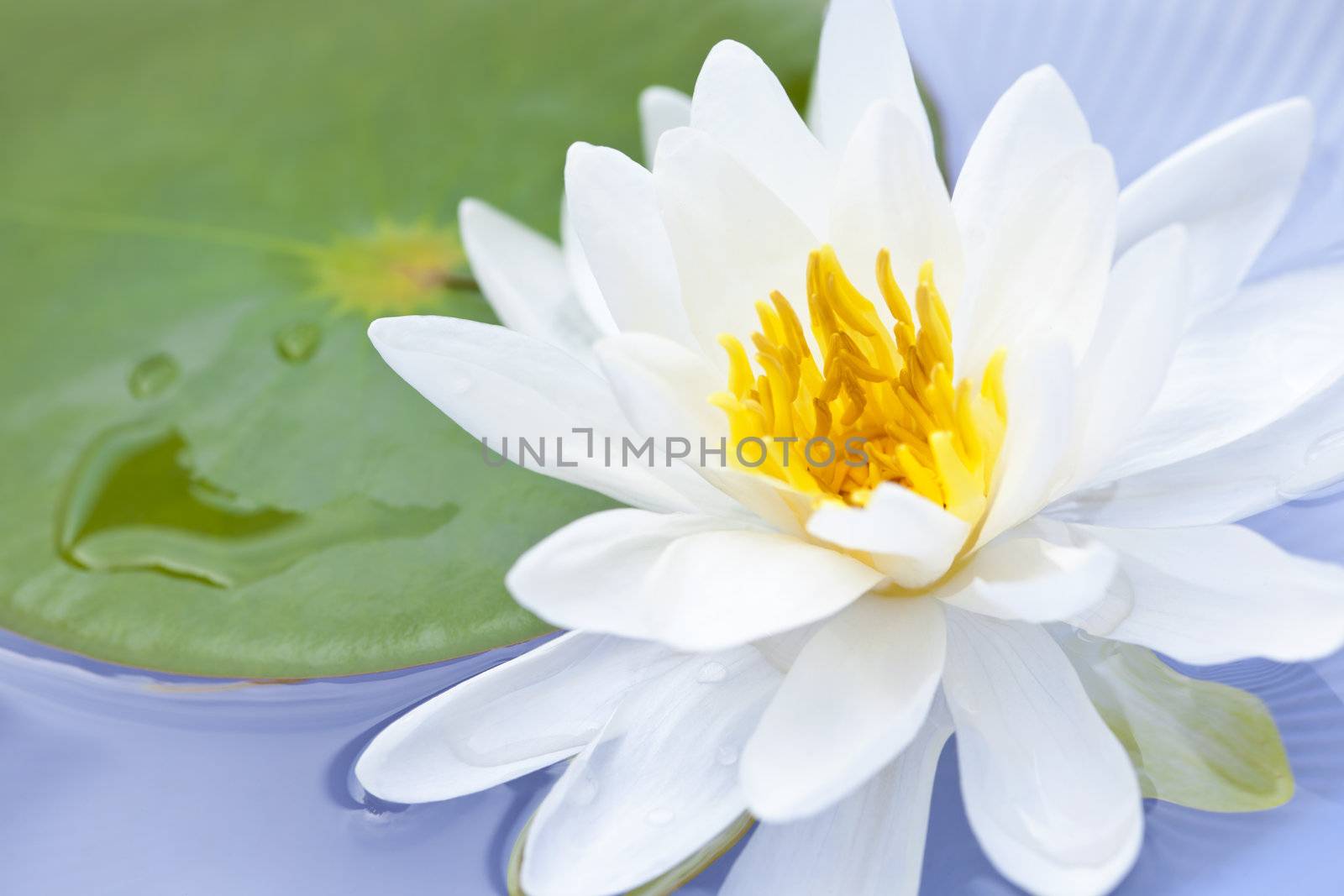 White lotus flower or water lily floating