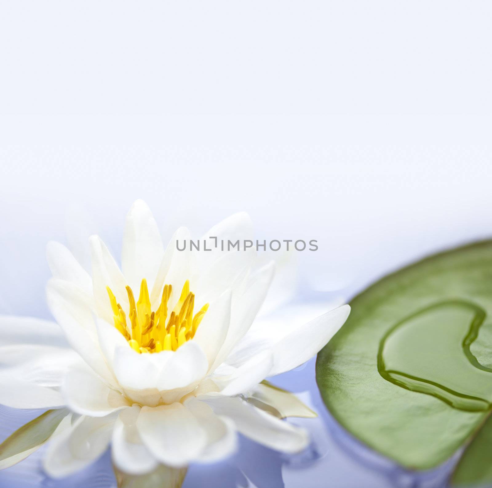 White lotus flower or water lily floating with copy space