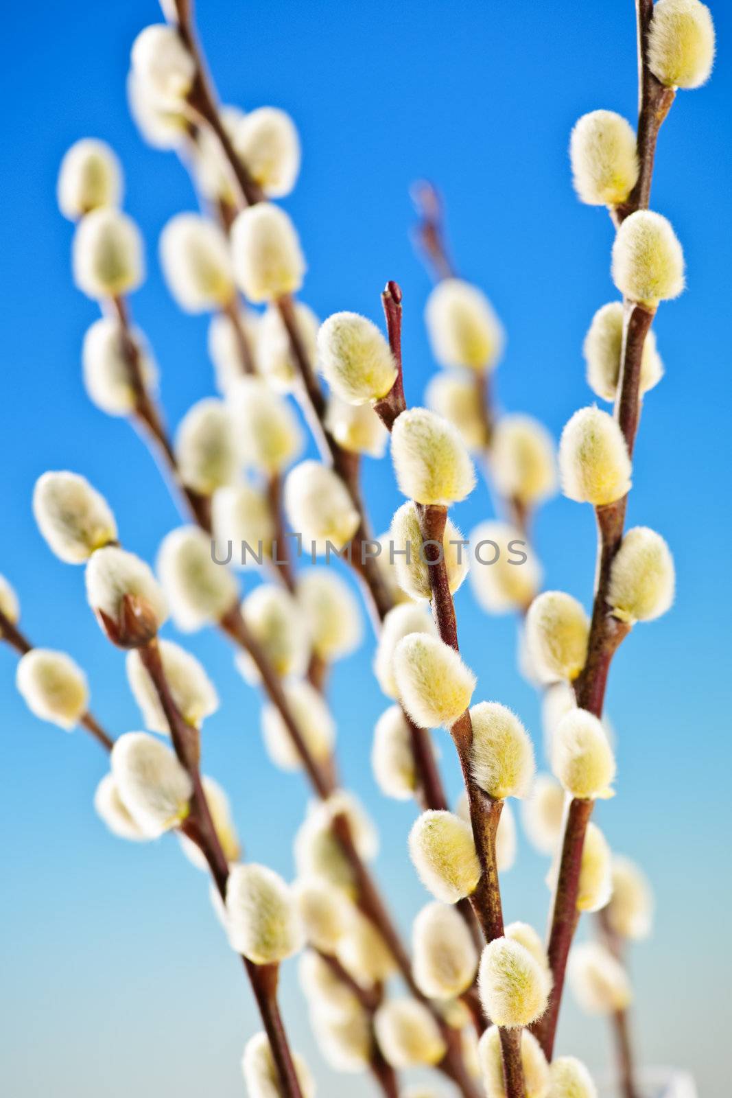 Spring Easter pussy willow branches on blue background