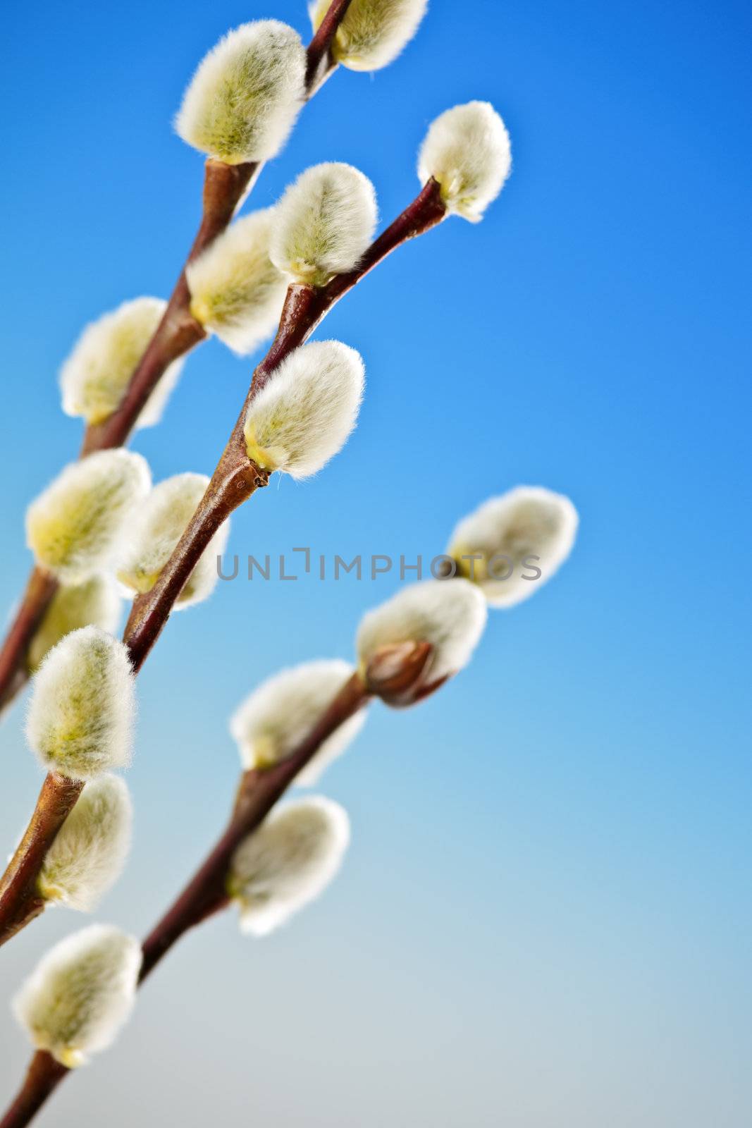 Spring Easter pussy willow branches on blue background