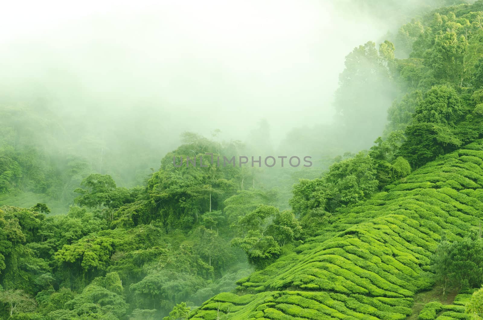 Morning fog over tea farm at Cameron Highland Malaysia