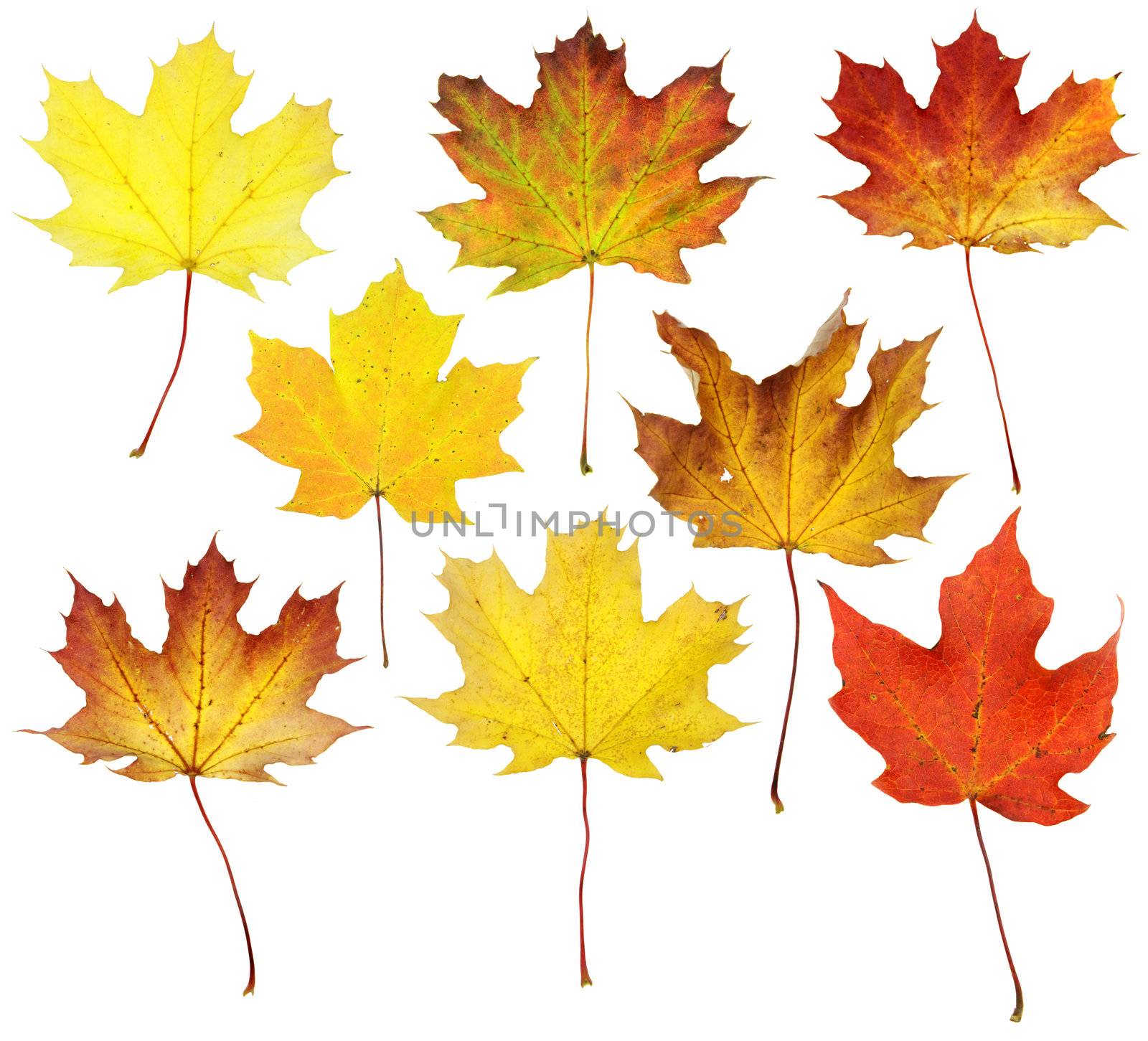 Fall Maple Leaf Collage
 by ca2hill