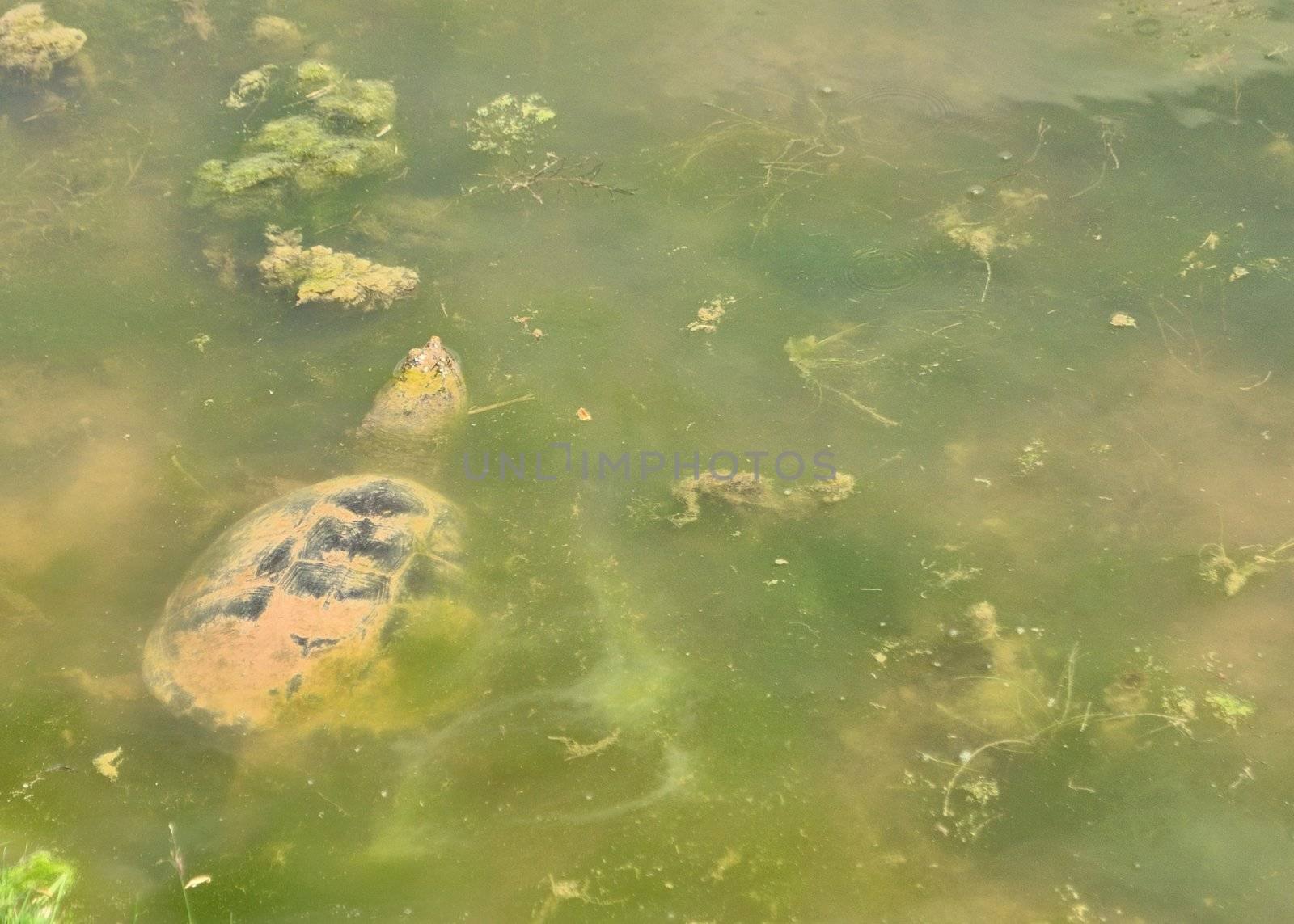 Snapping Turtle in muddy swamp floating near the surface.