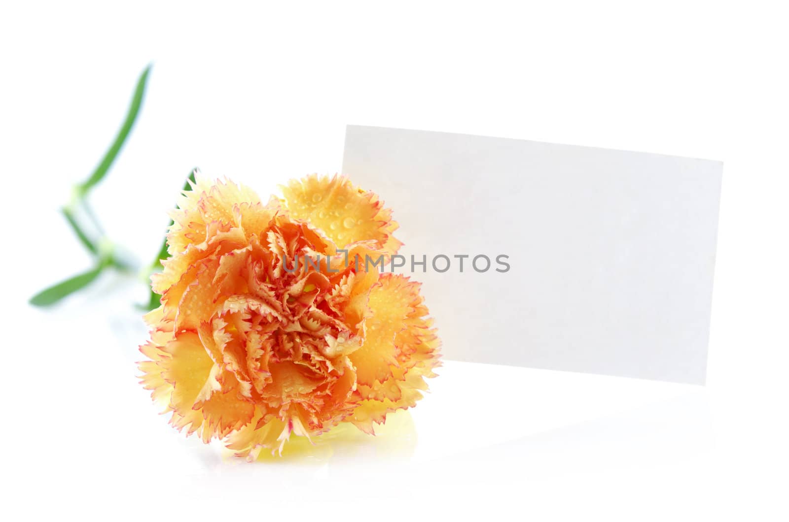 Gold carnation and blank gift card for text