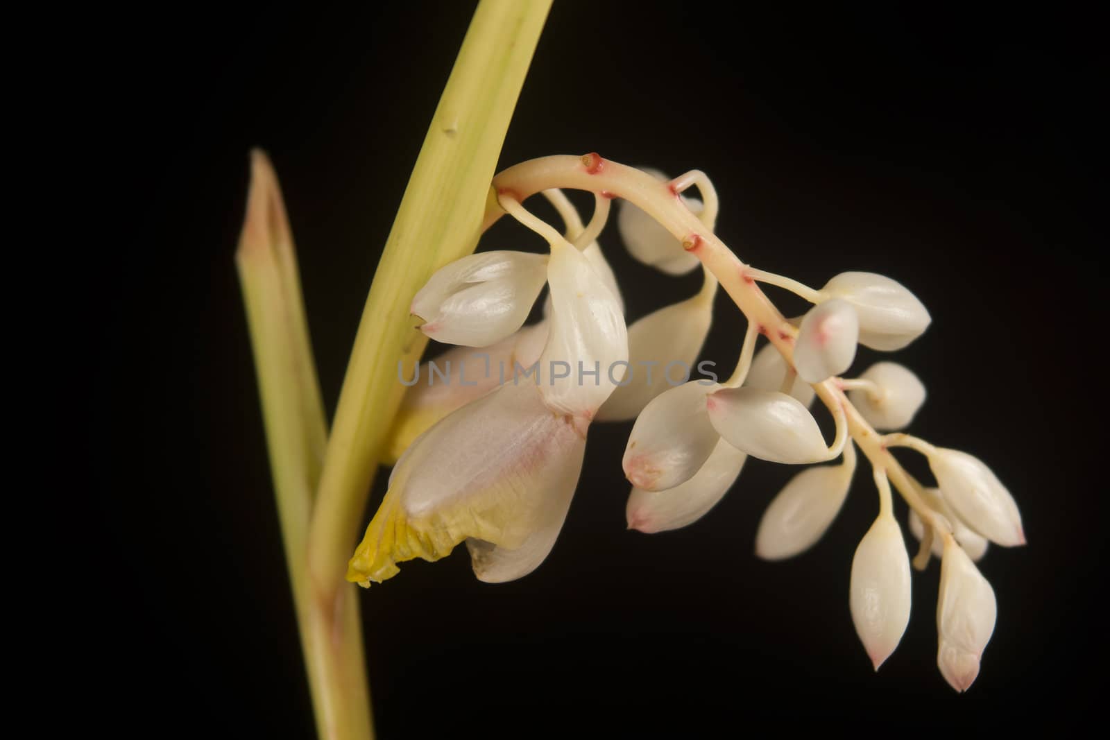 It's scientific name was called Alpinia zerumbet