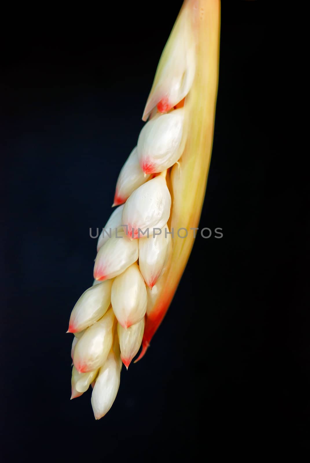 Variegated  Shell  Ginger by xfdly5