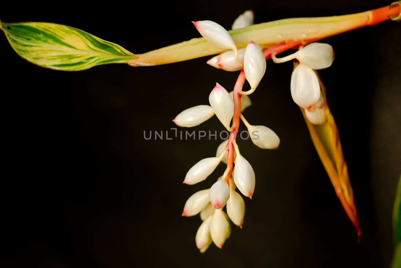 It's scientific name was called Alpinia zerumbet