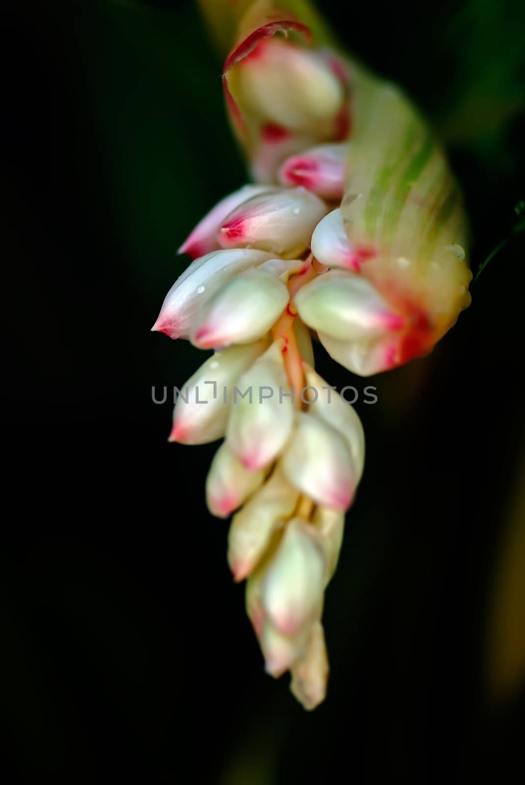 It's scientific name was called Alpinia zerumbet