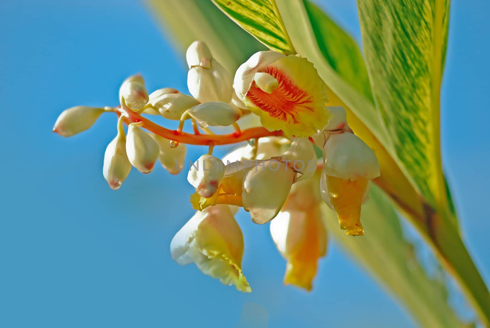 Variegated  Shell  Ginger by xfdly5