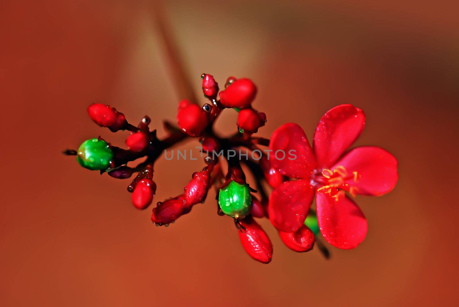 Red flowers and green fruit, the color contrast strongly