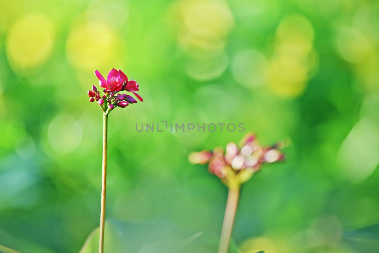 Red flowers and green fruit, the color contrast strongly