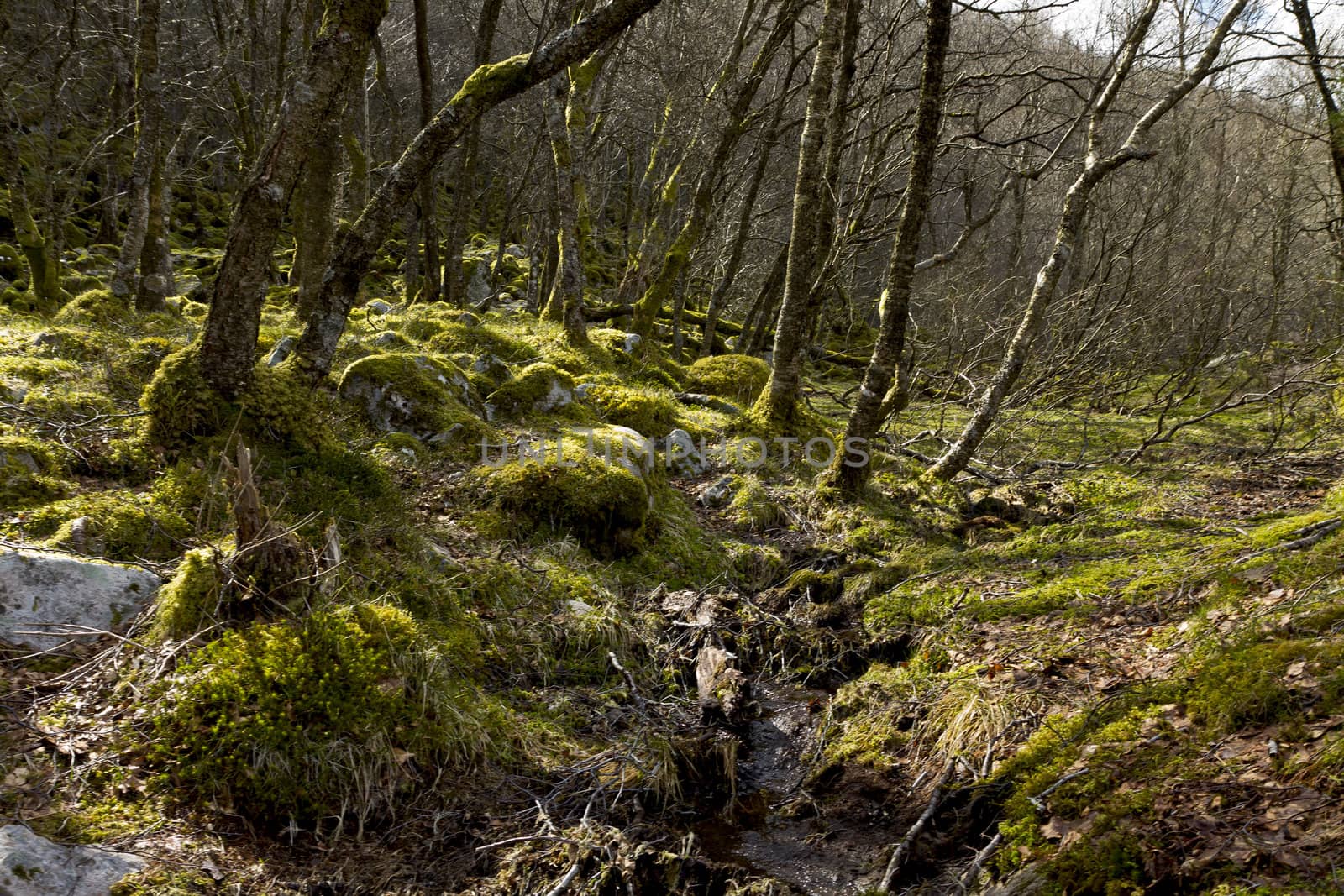 fairy tale forest in norway by gewoldi