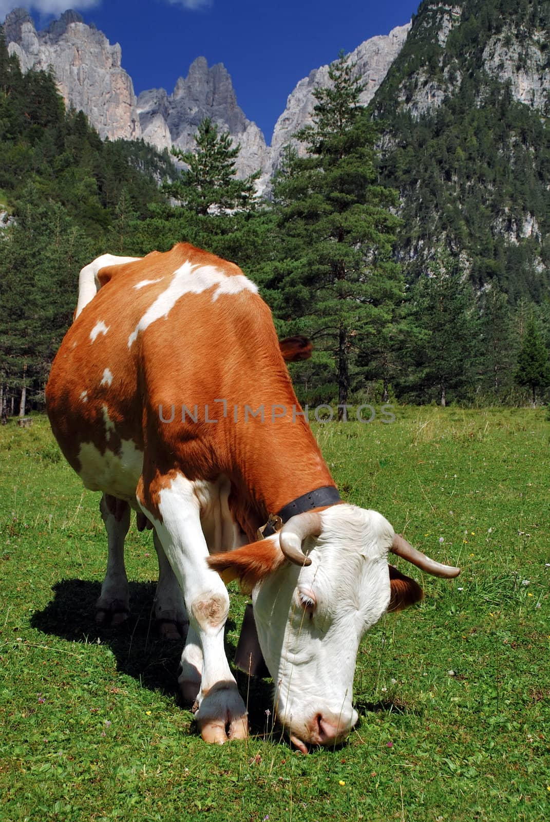Bown and White cow eating on alps vertical