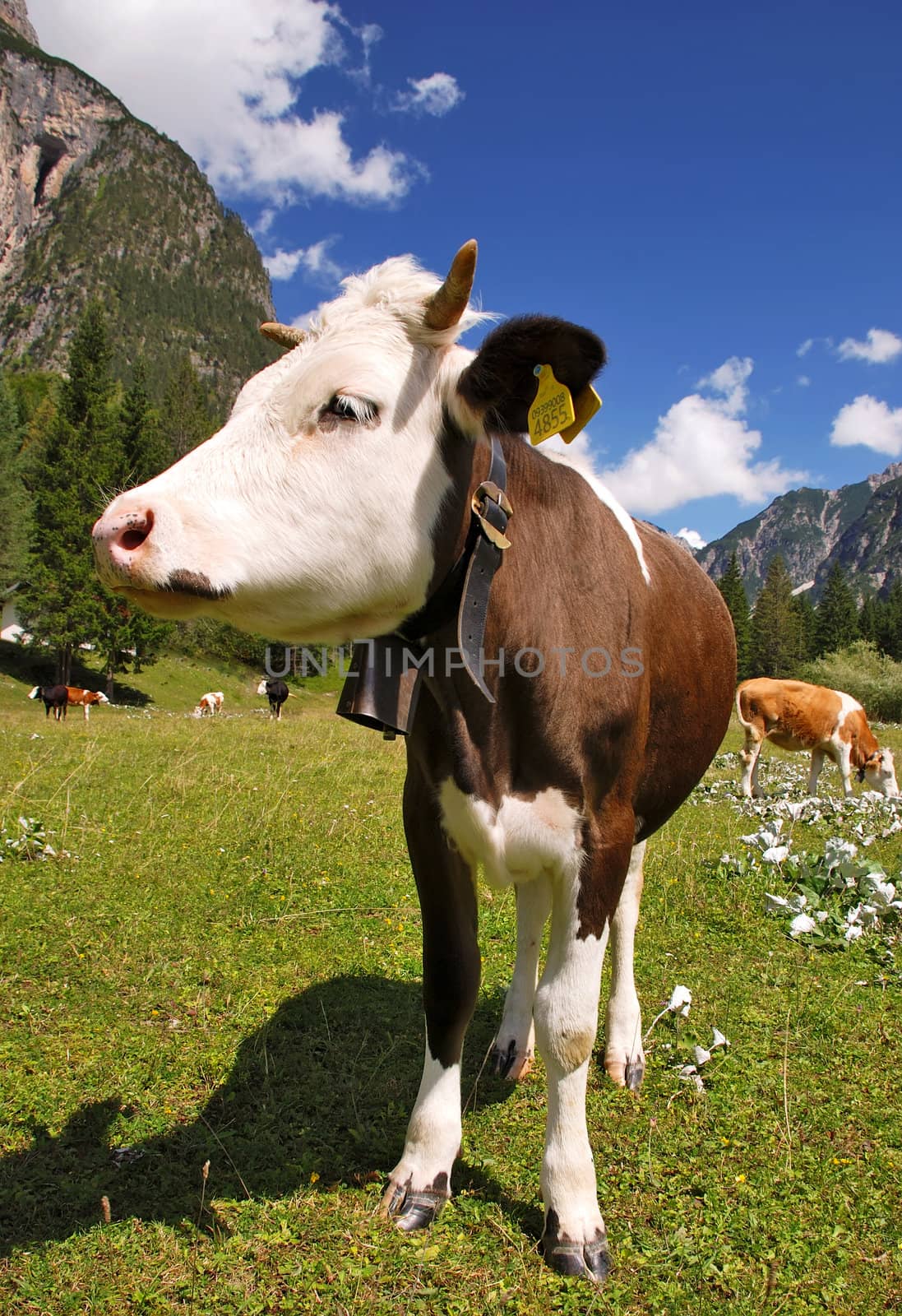 Calf brown and white on alps vertical