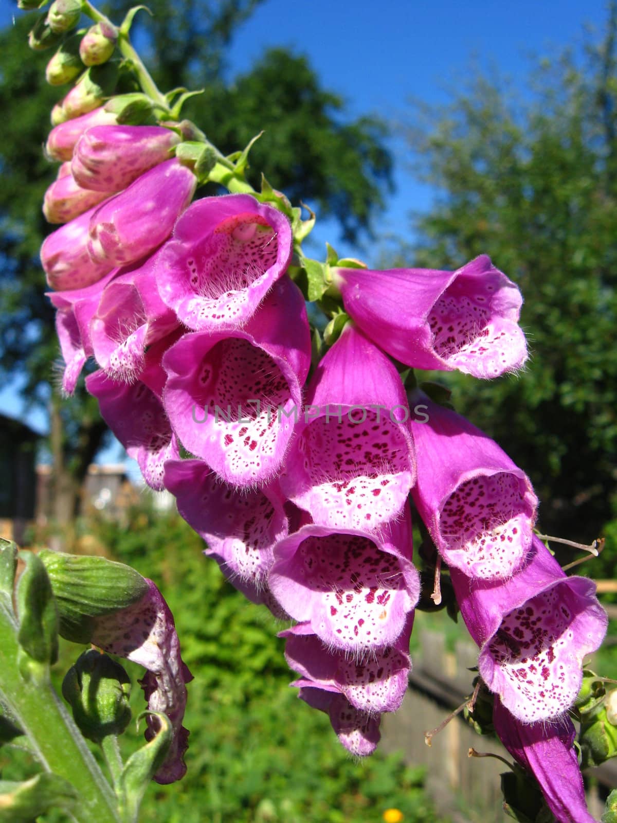 the photo of beautiful flower of bluebell