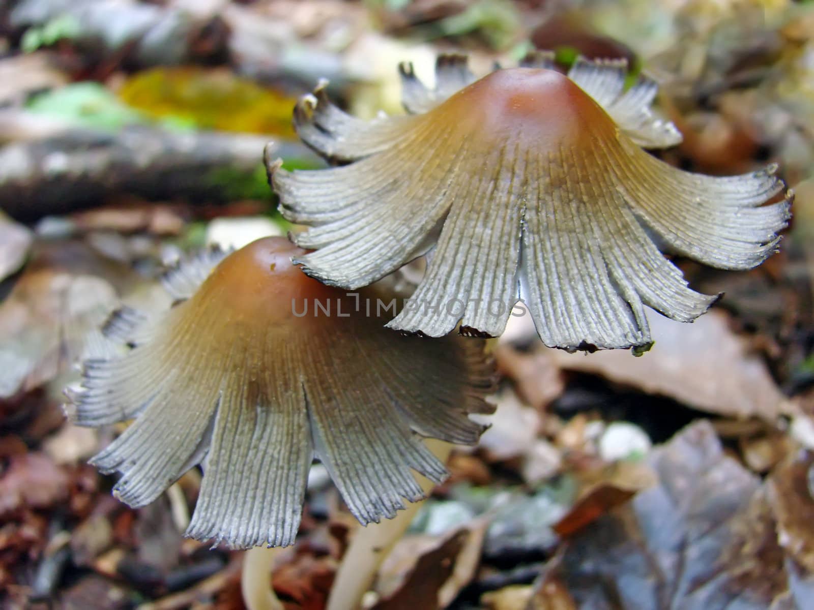 Close up of old mushrooms in the woods