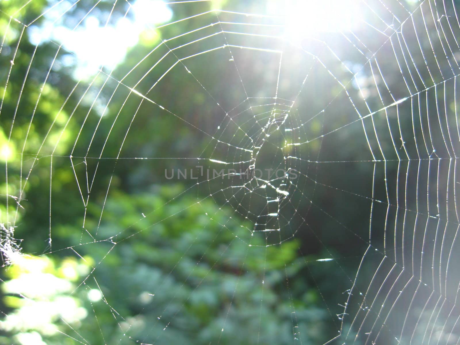 spider's web on the green background by alexmak