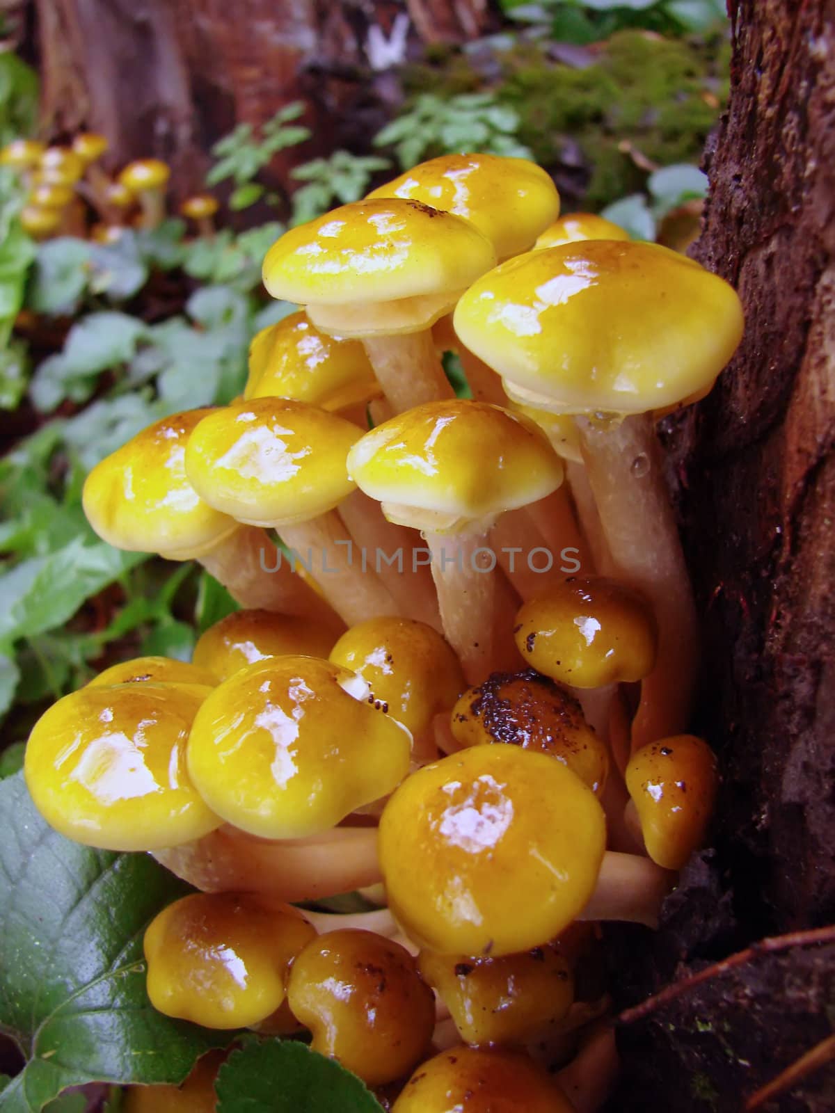 Close up of yellow mushrooms in the woods