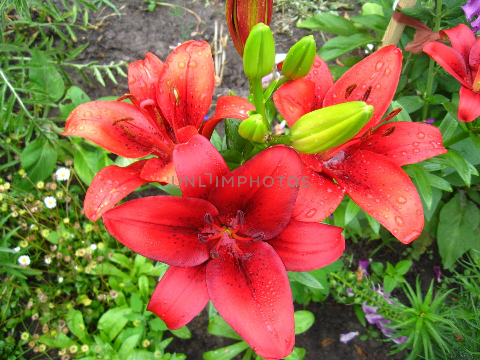 Drops of water on the redheaded lilies after a rain